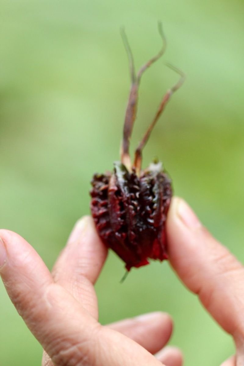 resources of Cherry Husk exporters