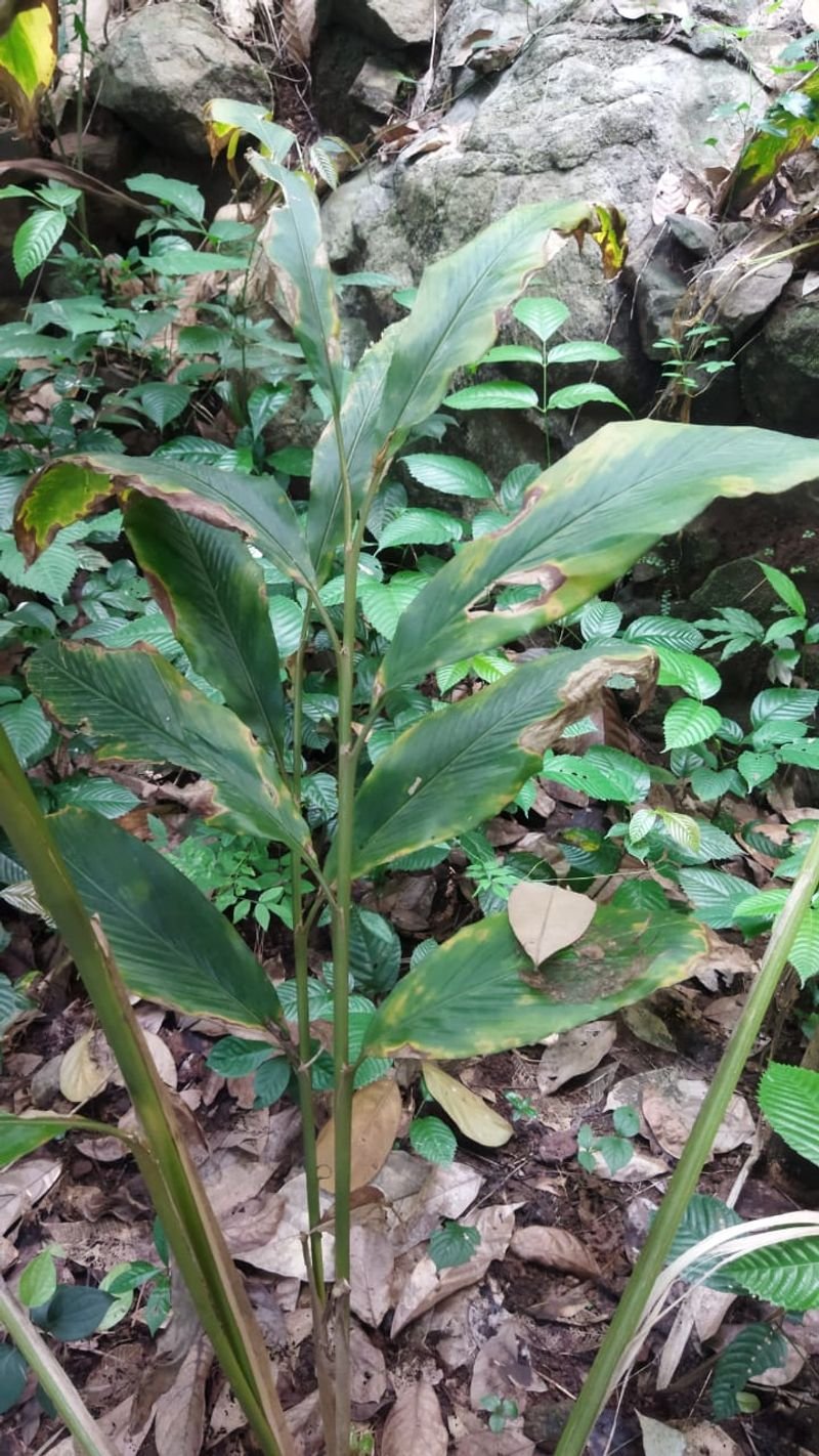resources of Calathea Varieties exporters