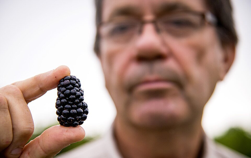 resources of Blackberry exporters