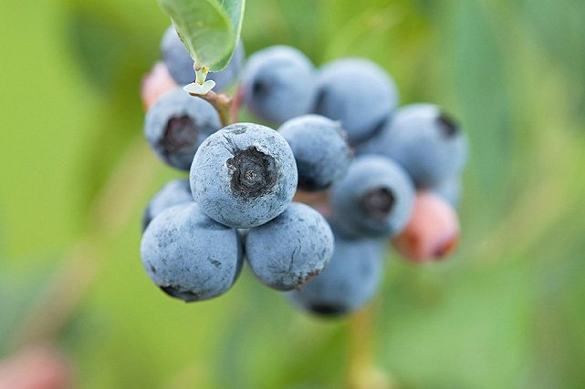 Blueberry Exporters, Wholesaler & Manufacturer | Globaltradeplaza.com