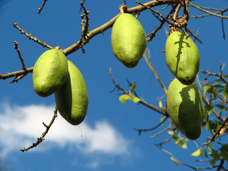 resources of Brazil Nut Oil exporters
