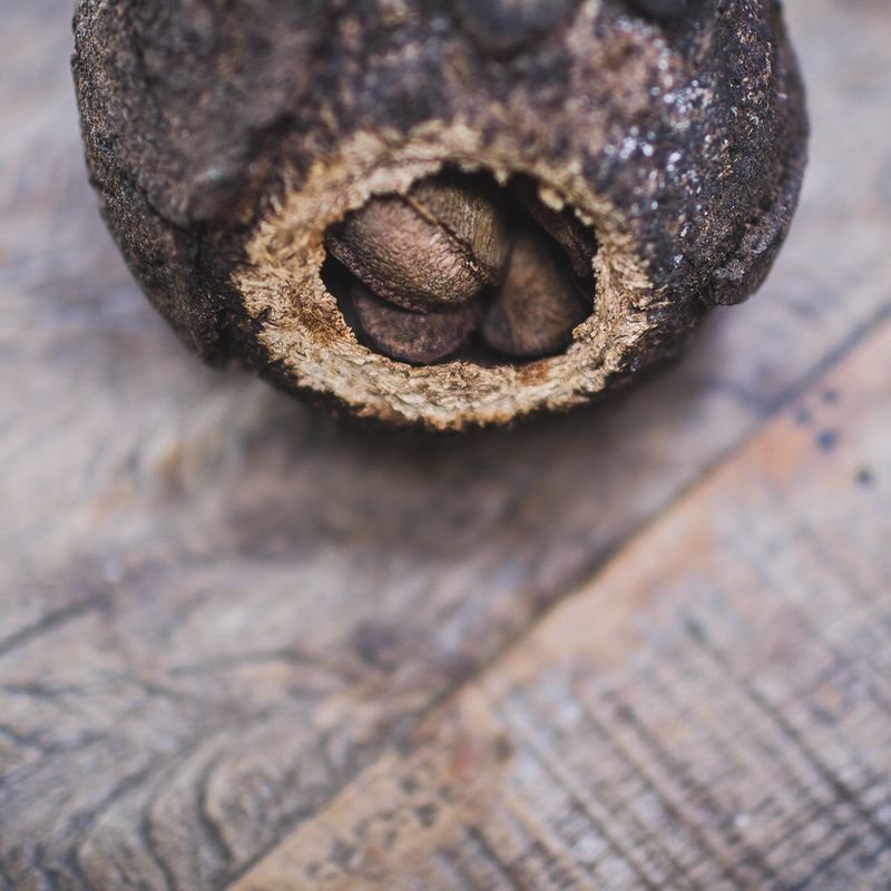 resources of Coffe Wood Dog Chew exporters
