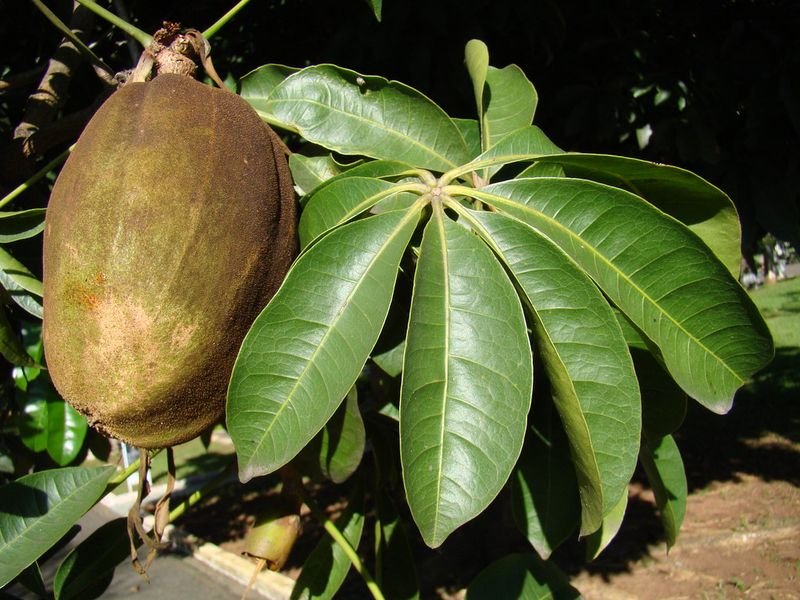 resources of Soursop Fruit, Graviola And Cherimoya Fruit exporters