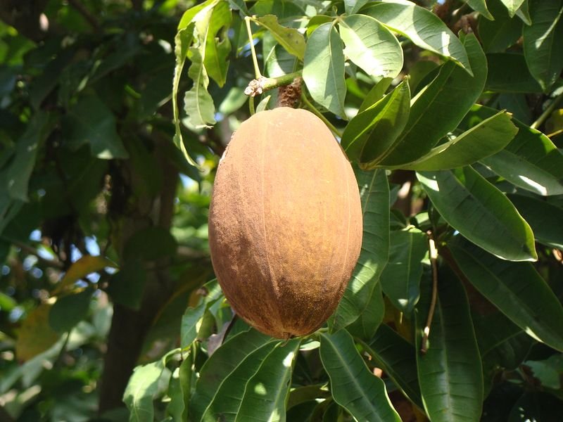 resources of Bananas exporters