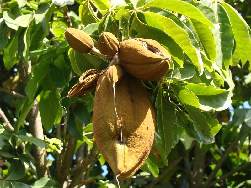 resources of Brazil Nuts exporters