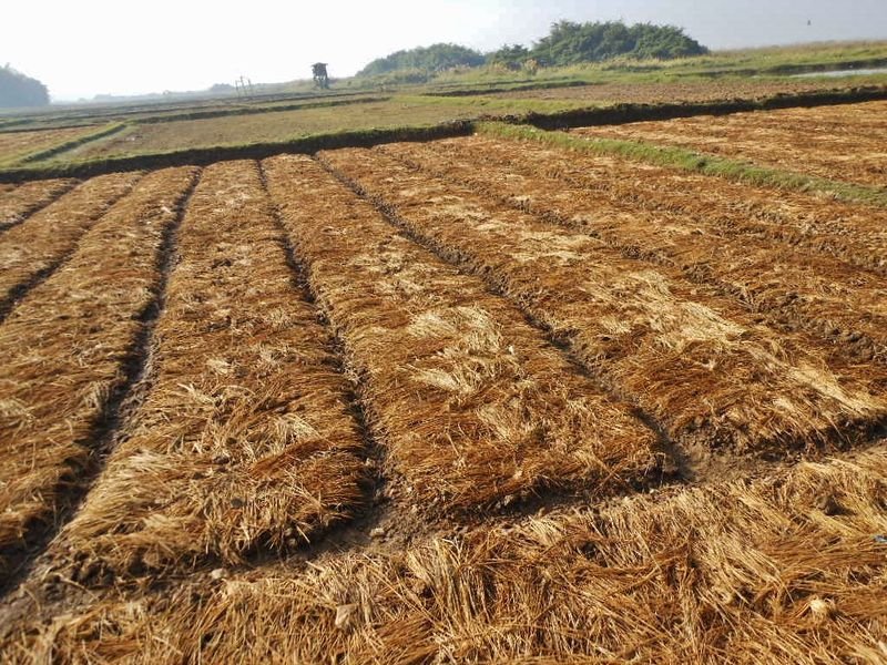 resources of Wheat straw (animal fodder) exporters