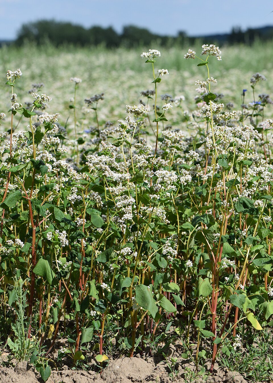 Buckwheat Exporters, Wholesaler & Manufacturer | Globaltradeplaza.com