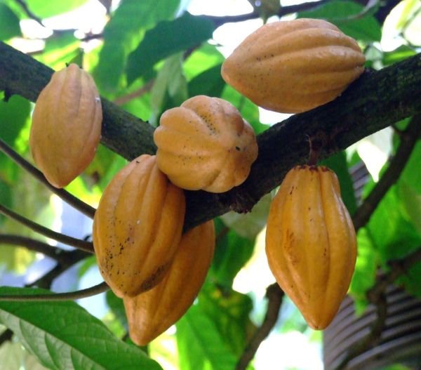 Cacao Nuts Exporters, Wholesaler & Manufacturer | Globaltradeplaza.com