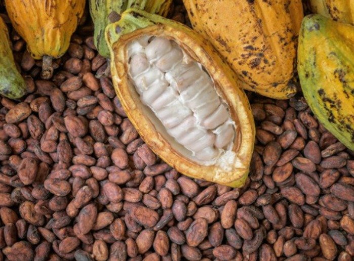 resources of COCOA BEAN exporters resources of COCOA BEAN exporters