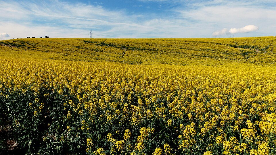 Canola Seeds Exporters, Wholesaler & Manufacturer | Globaltradeplaza.com