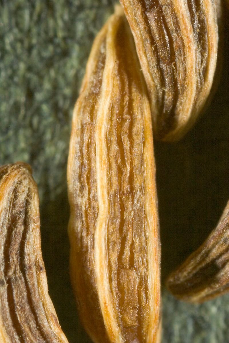 resources of Caraway seeds exporters