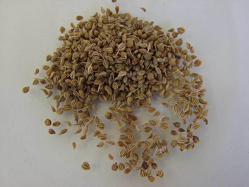 Carom Seeds Exporters, Wholesaler & Manufacturer | Globaltradeplaza.com