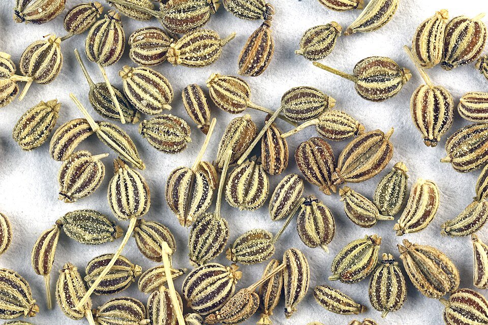 resources of Carom Seeds exporters