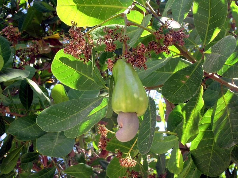 resources of Raw Cashew Nuts / CASHEW NUTS exporters resources of Raw Cashew Nuts / CASHEW NUTS exporters
