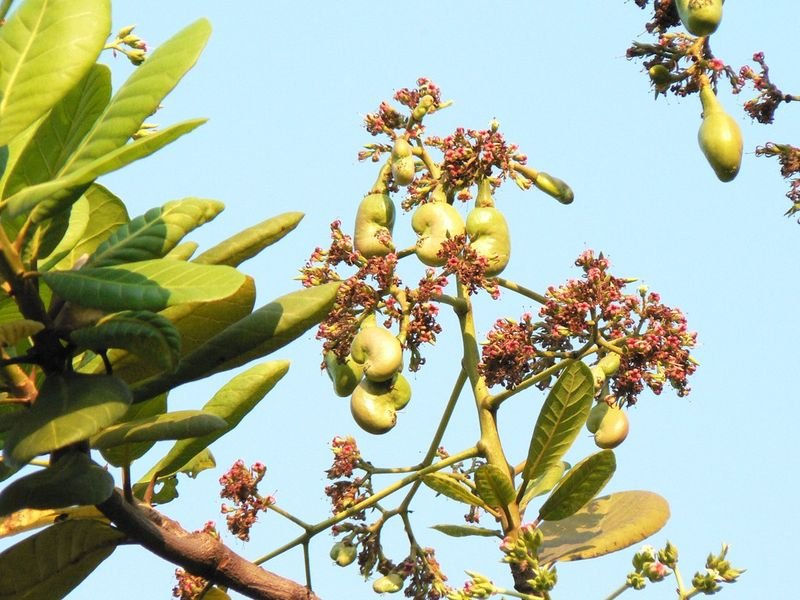 resources of Terminalia Cehbula exporters