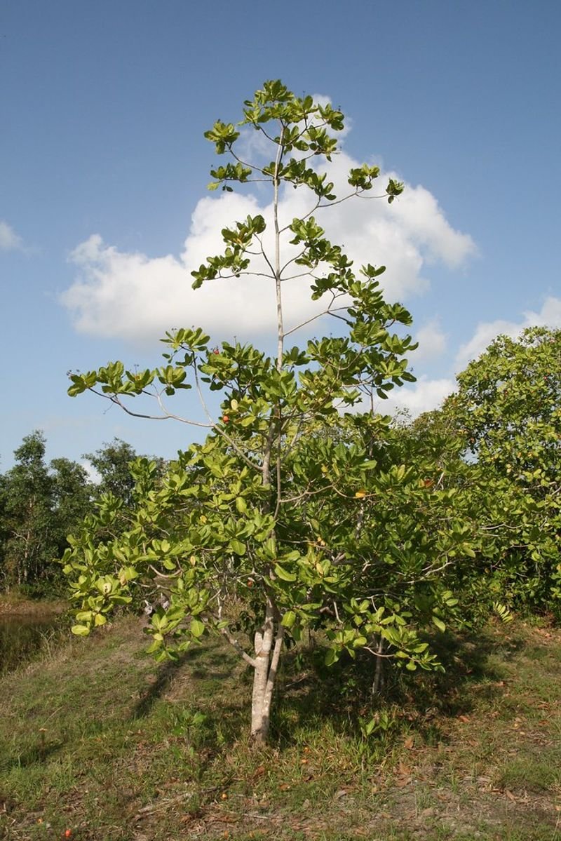 resources of Res. Styrax Super Reconstituted Absolute exporters