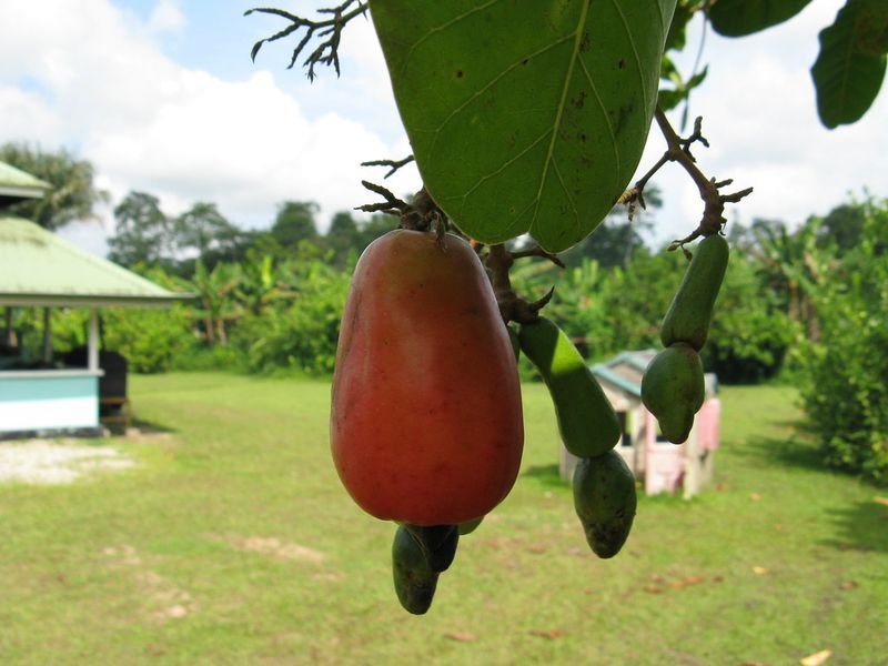resources of Cashew Nuts exporters
