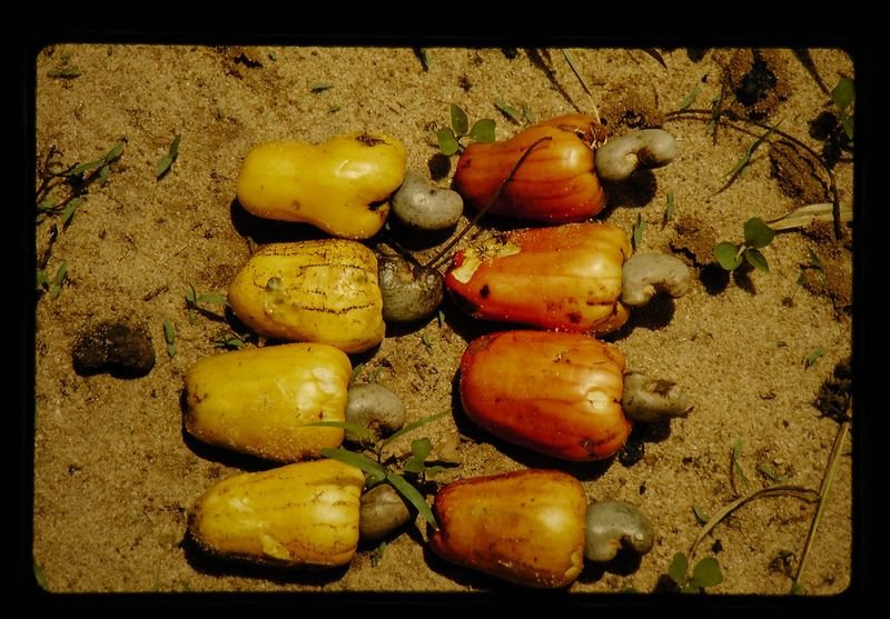 resources of Cashew Nuts exporters