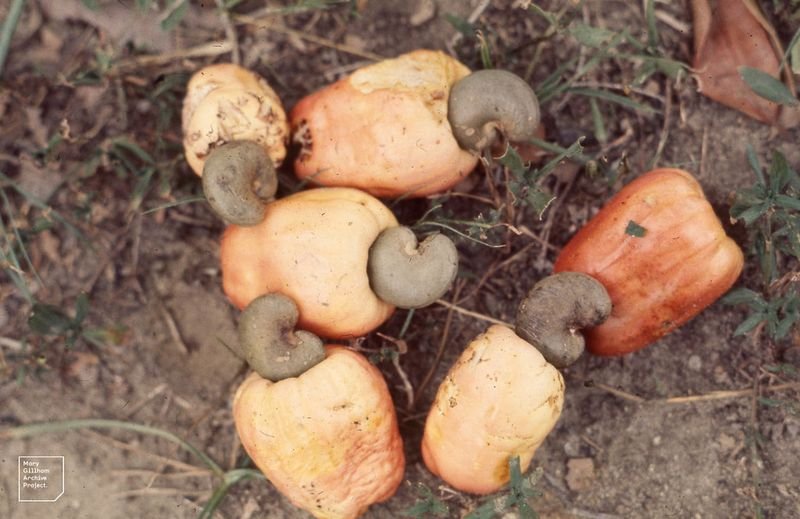 resources of Cashew Nuts exporters