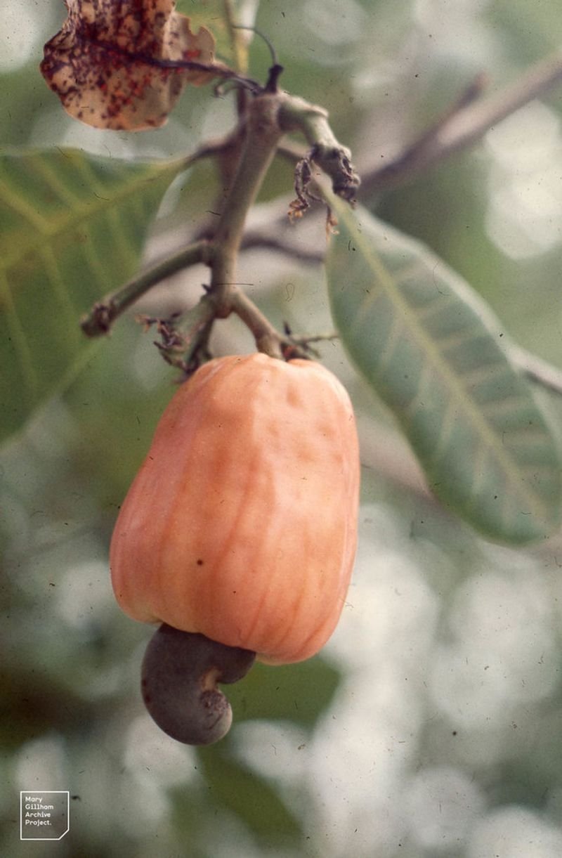 resources of Cashew Nut exporters resources of Cashew Nut exporters
