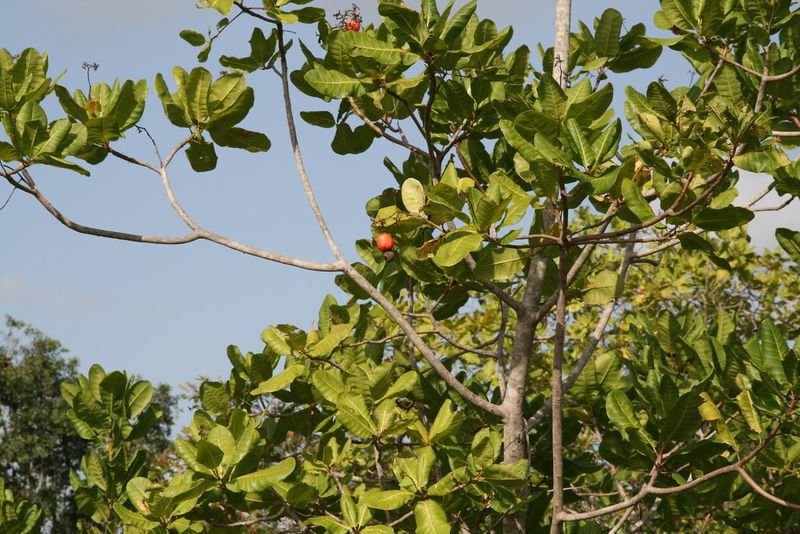 resources of Vietnam cashew nuts exporters