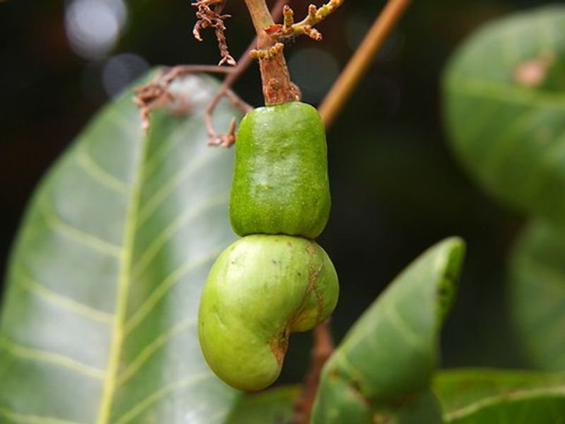 resources of NONI exporters