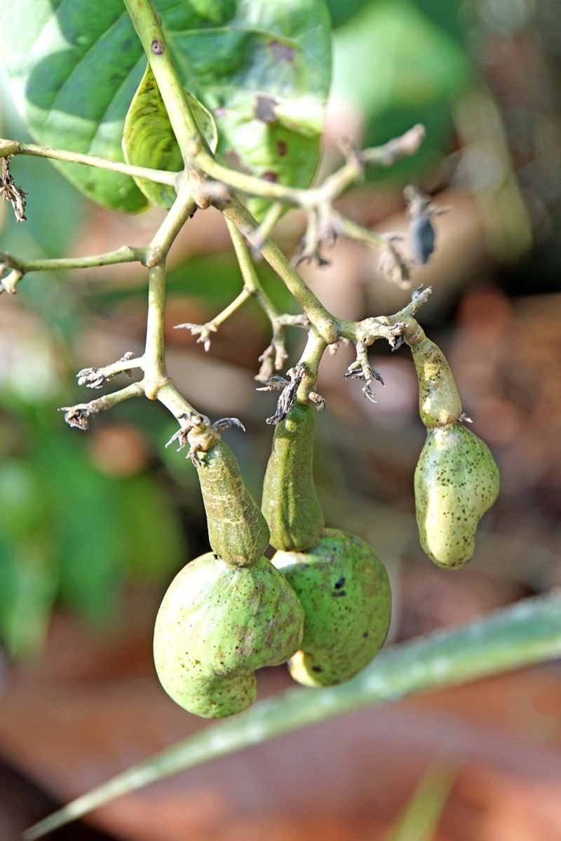resources of Bottle Gourd exporters