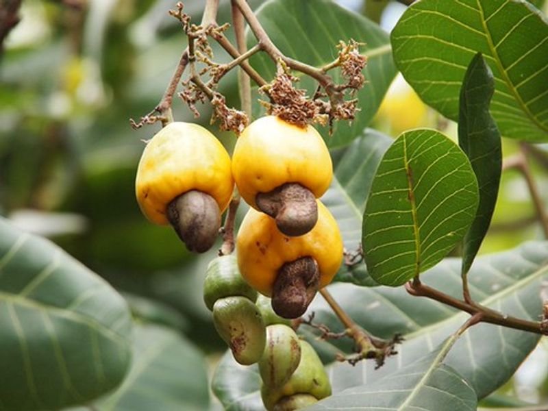 resources of CASHEW NUT W320 exporters