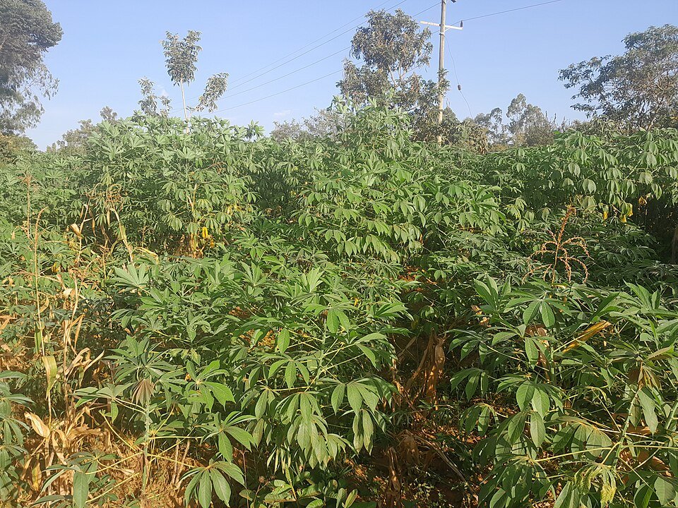 Cassava Exporters, Wholesaler & Manufacturer | Globaltradeplaza.com