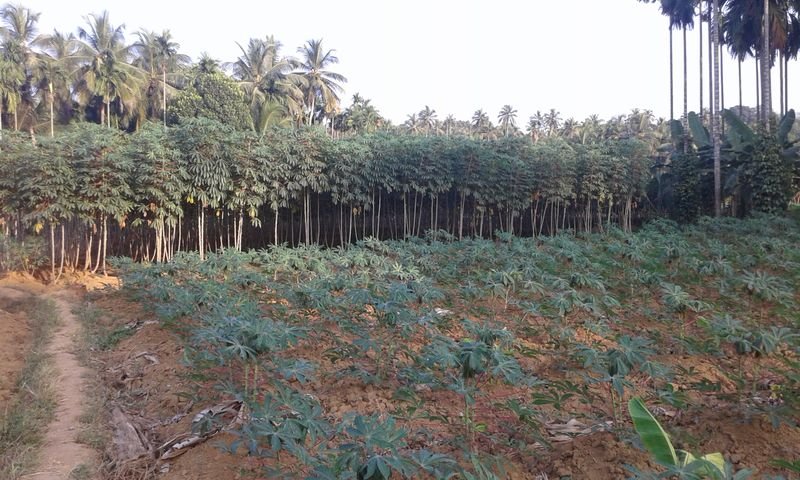 resources of Vietnam Peeled Frozen Cassava With High Quality exporters