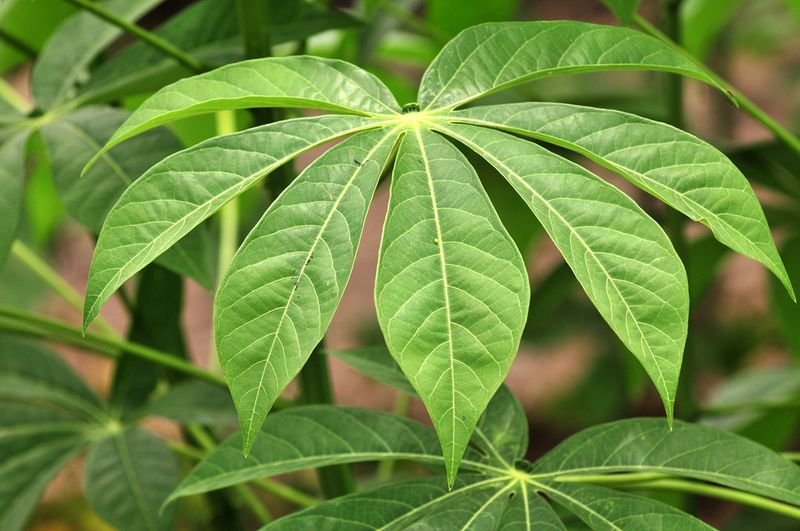 resources of Cassava exporters