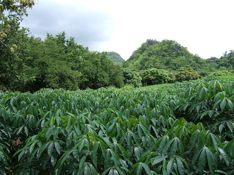 resources of Chatpata Samosa exporters
