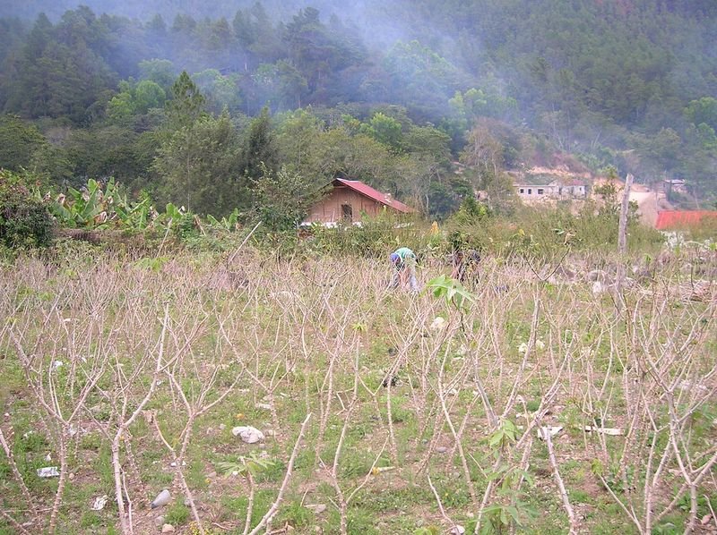 resources of Cassia Stick exporters