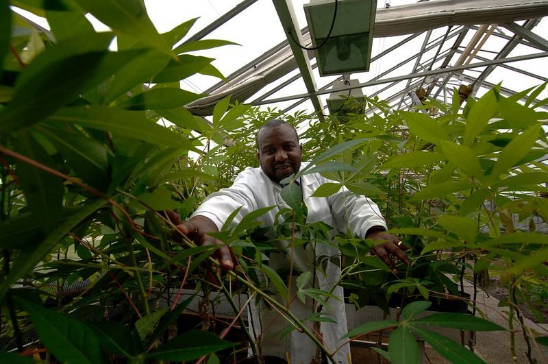 resources of Cassava exporters