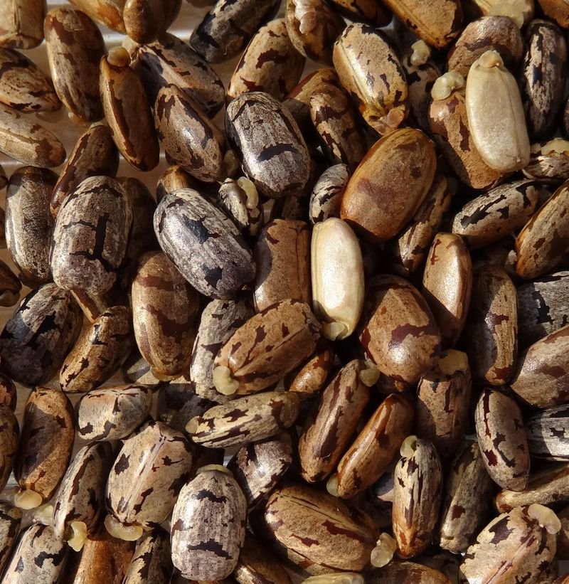 resources of High Quality Cassia (Cinnamon) exporters