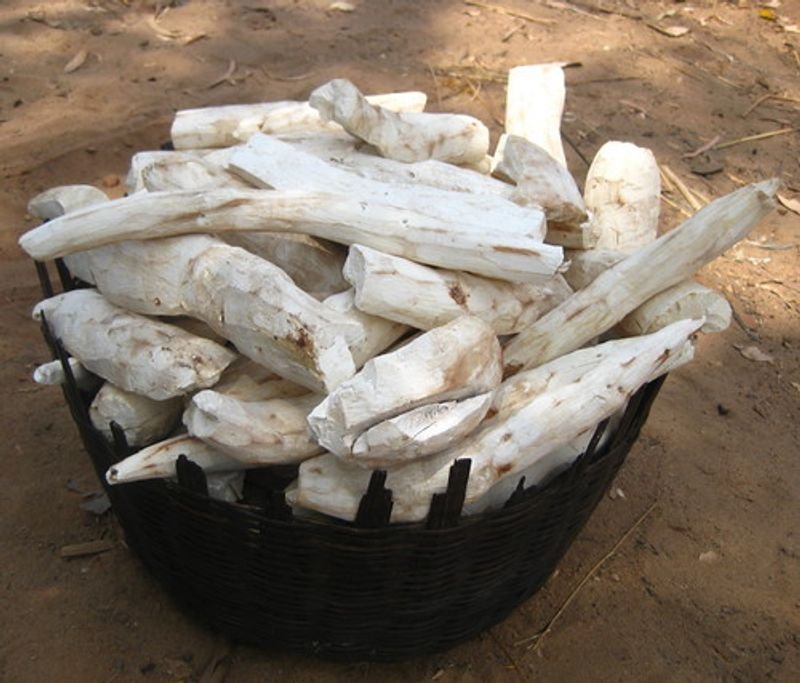 resources of Cassava exporters