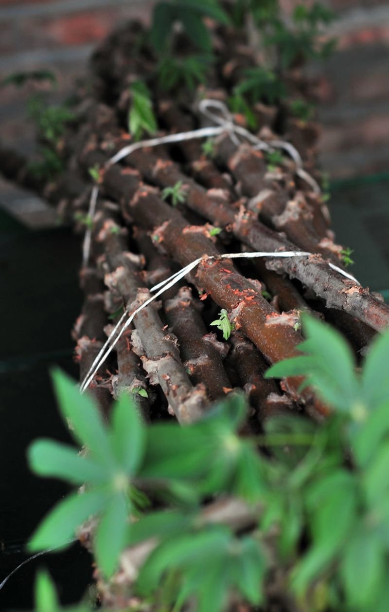 resources of Mony cassava chios exporters