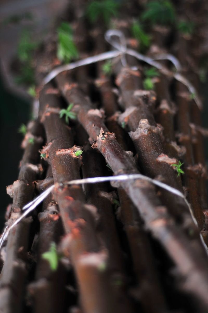 resources of Vietnam  Split Cassia exporters