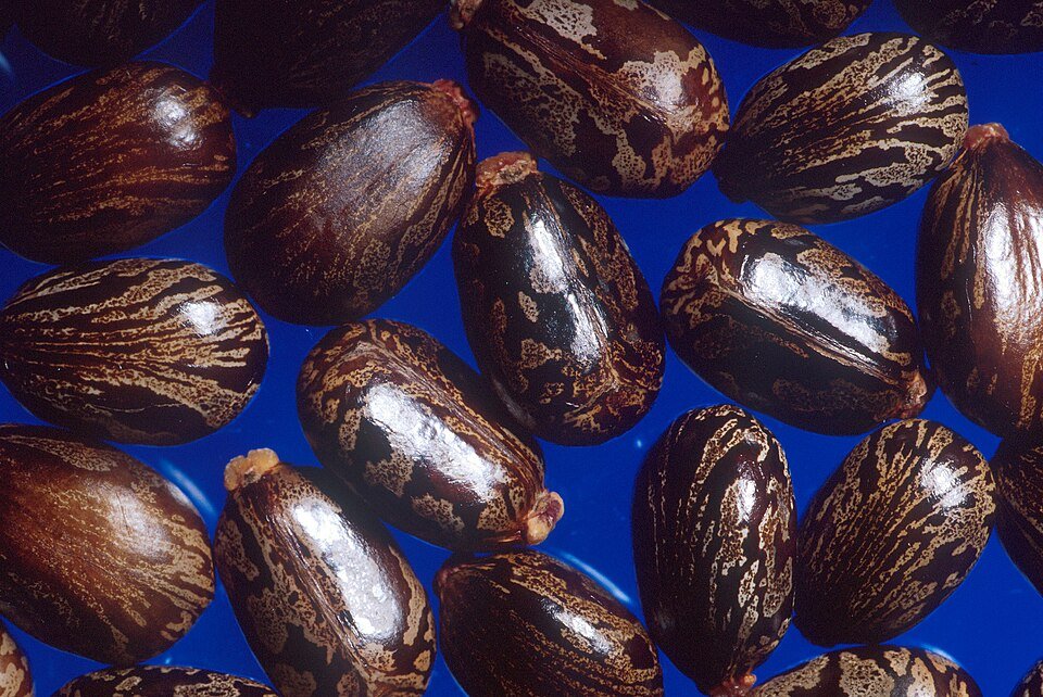 Castor Seeds Exporters, Wholesaler & Manufacturer | Globaltradeplaza.com