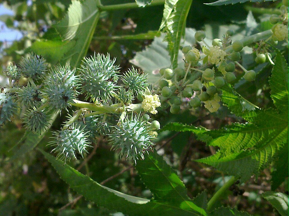 resources of Offer Castor seeds 94% worldwide supplied from India exporters