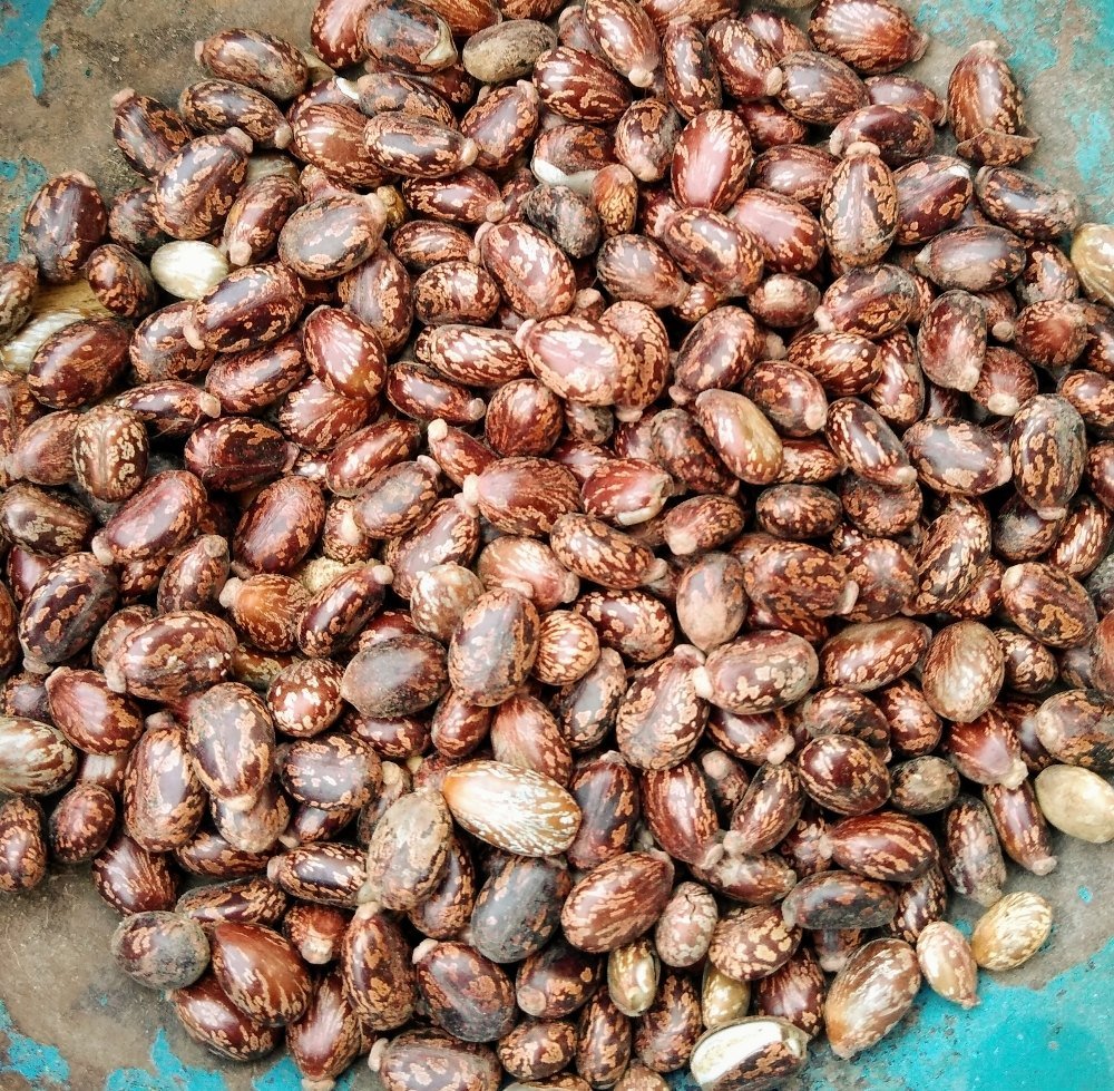 resources of Castor Seed exporters