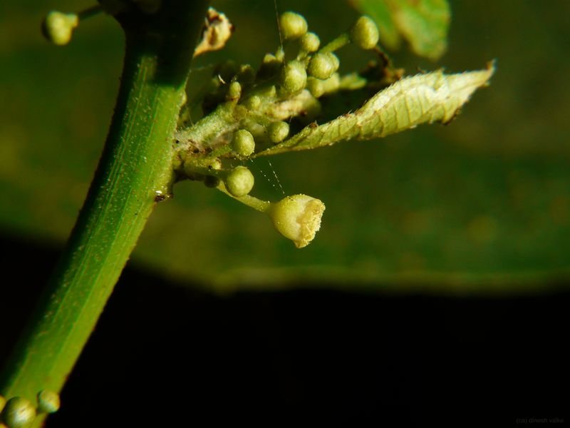 resources of Castor Seeds exporters