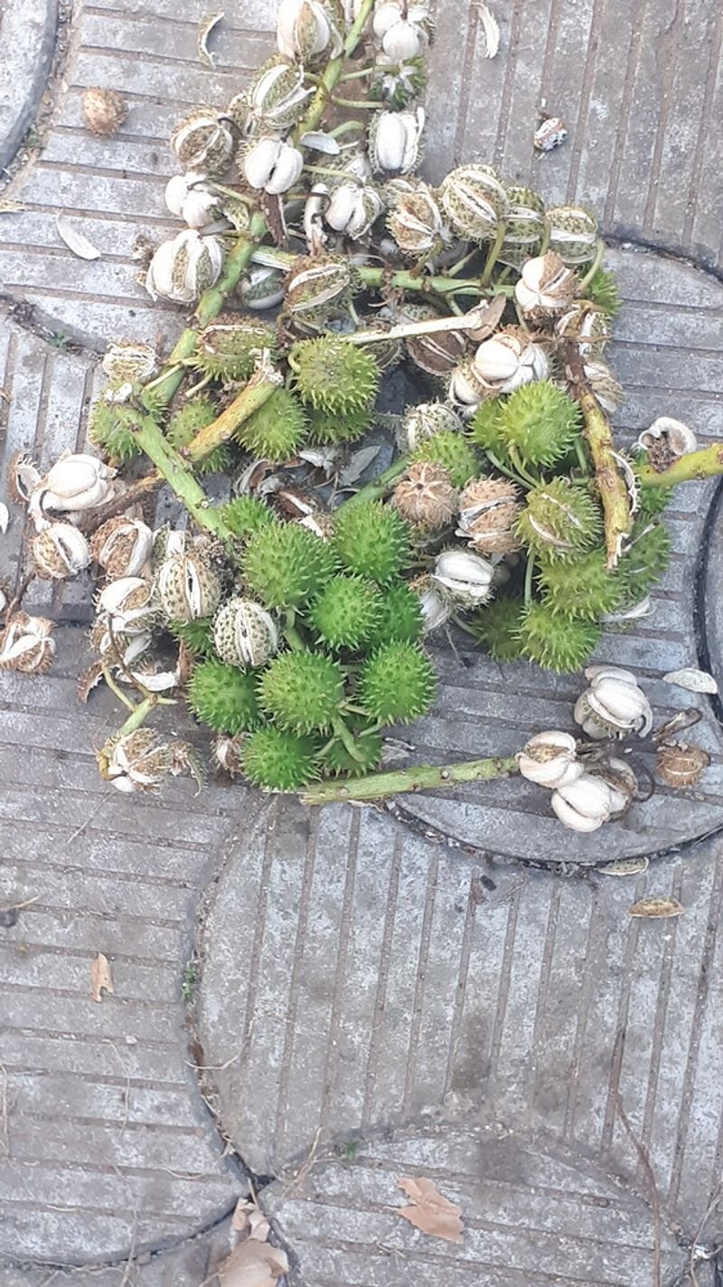 resources of Christmas wreath exporters
