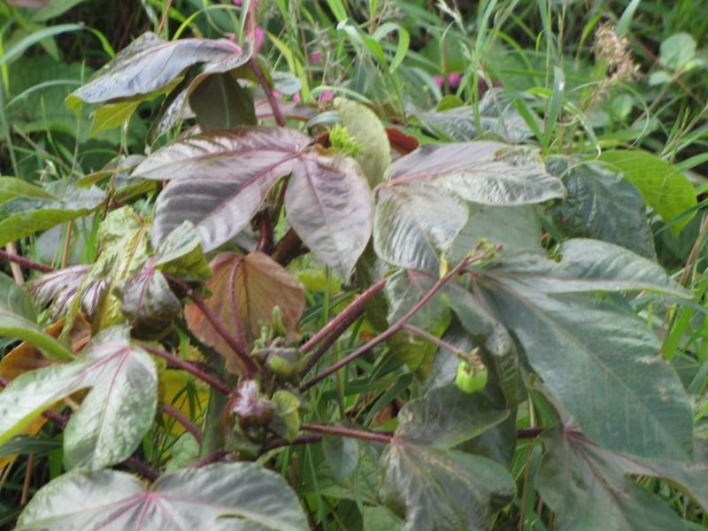 resources of High Quality Hot Red Chilli Pepper Hybrid Seed exporters