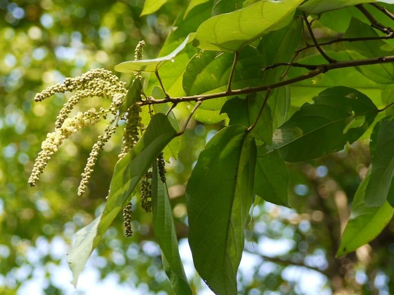 resources of Cedrus Deodara Seed exporters resources of Cedrus Deodara Seed exporters