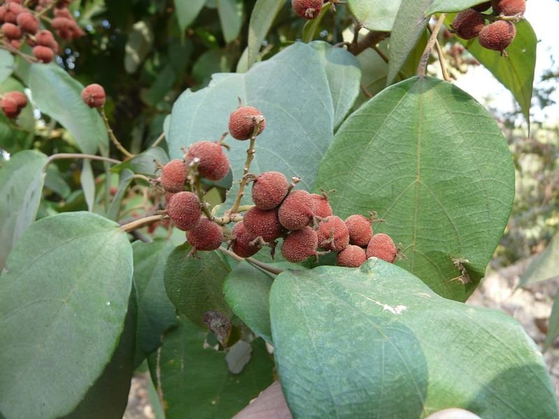 resources of Castor Seeds exporters resources of Castor Seeds exporters