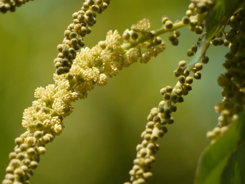 resources of Lime Seedless exporters