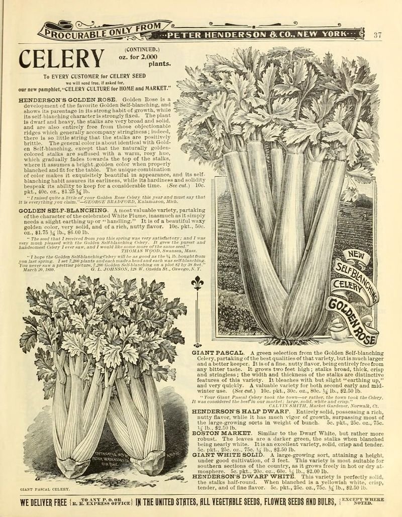 resources of Celery Seed (Apium Graveolens) exporters