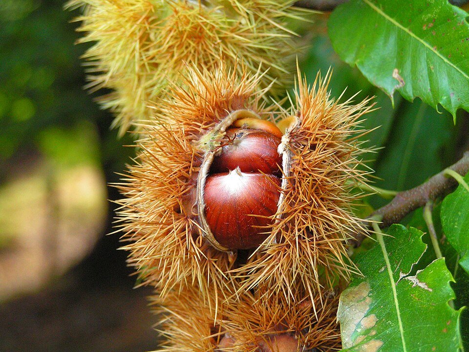Chestnuts Exporters, Wholesaler & Manufacturer | Globaltradeplaza.com