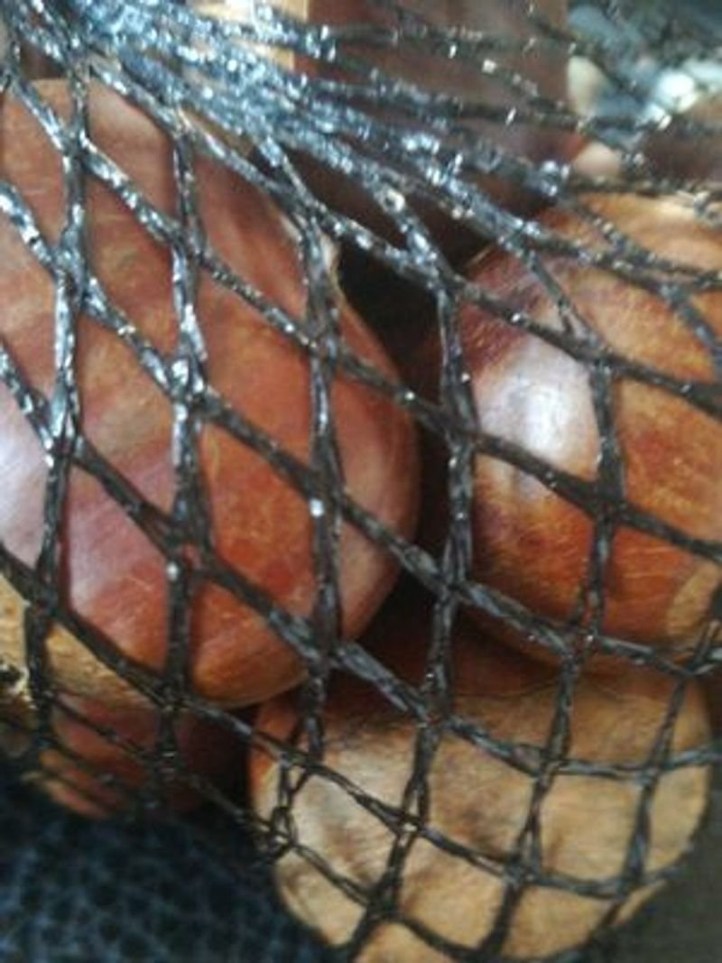 resources of Fruit cage netting comes in knotless and extrude exporters